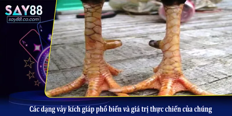 Vảy Kích Giáp Chiến Kê - Linh Kê Dị Tướng Trong Làng Đá Gà Các dạng vảy kích giáp phổ biến và giá trị thực chiến của chúng