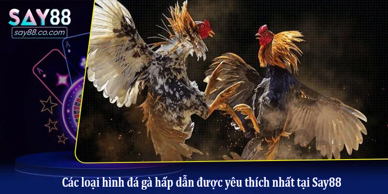 Đá Gà Say88 Các loại hình đá gà hấp dẫn được yêu thích nhất tại Say88