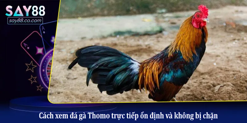 Xem Trực Tiếp Đá Gà Thomo Hôm Nay: Link HD, Không Giật Lag Cách đánh giá một chiến kê có lợi thế chiến thắng ở Thomo