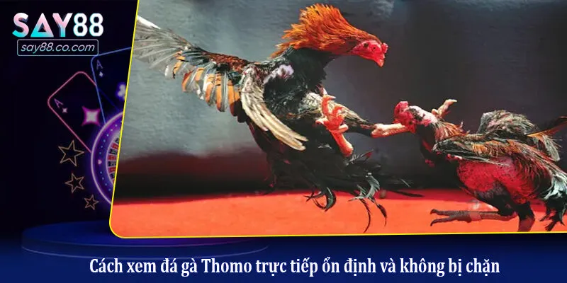 Xem Trực Tiếp Đá Gà Thomo Hôm Nay: Link HD, Không Giật Lag Cách xem đá gà Thomo trực tiếp ổn định và không bị chặn