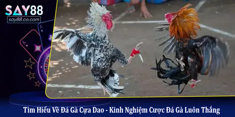 đá gà cựa dao