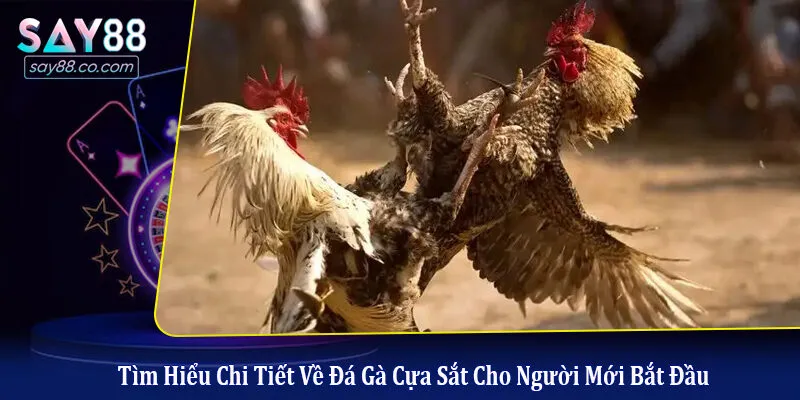 Đá gà cựa sắt