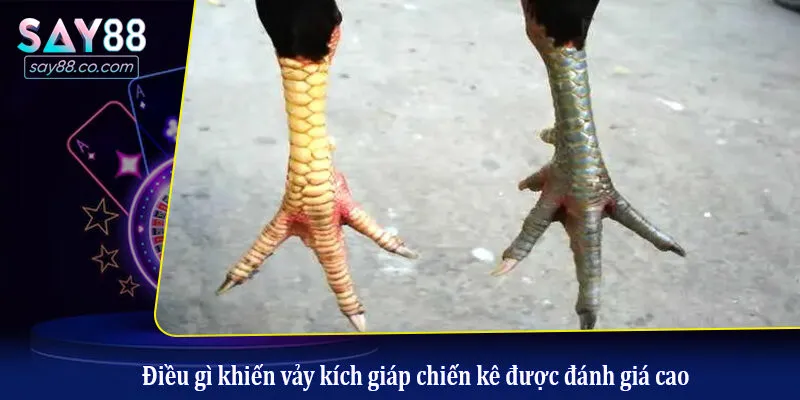 Vảy Kích Giáp Chiến Kê - Linh Kê Dị Tướng Trong Làng Đá Gà Điều gì khiến vảy kích giáp chiến kê được đánh giá cao