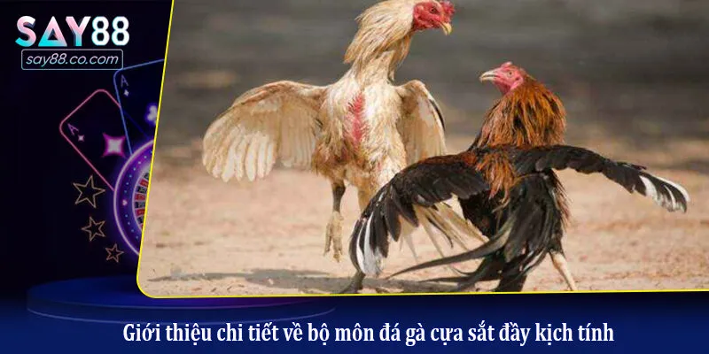 Giới thiệu chi tiết về bộ môn đá gà cựa sắt đầy kịch tính