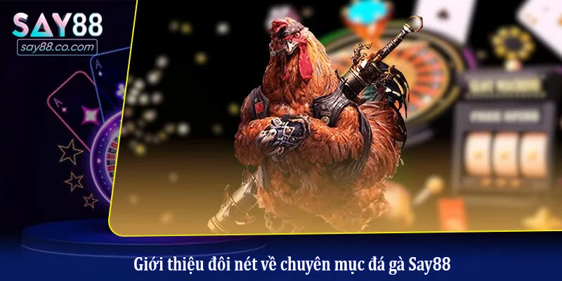 Đá Gà Say88 Giới thiệu đôi nét về chuyên mục đá gà Say88