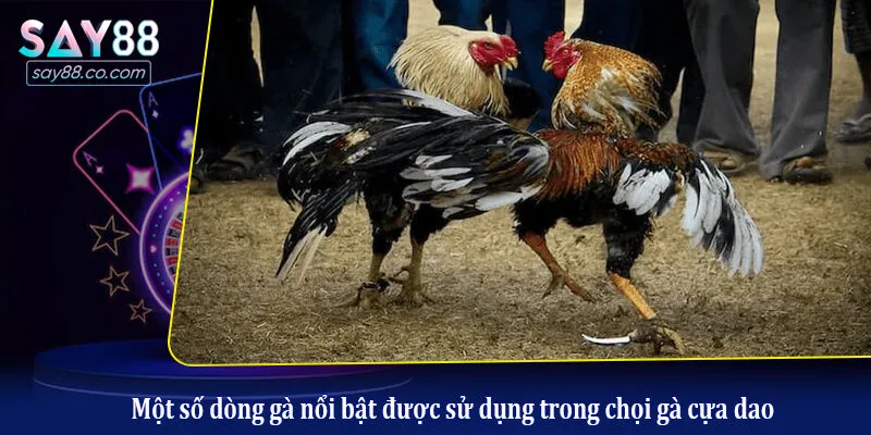 Tìm Hiểu Về Đá Gà Cựa Dao - Kinh Nghiệm Cược Đá Gà Luôn Thắng Một số dòng gà nổi bật được sử dụng trong chọi gà cựa dao
