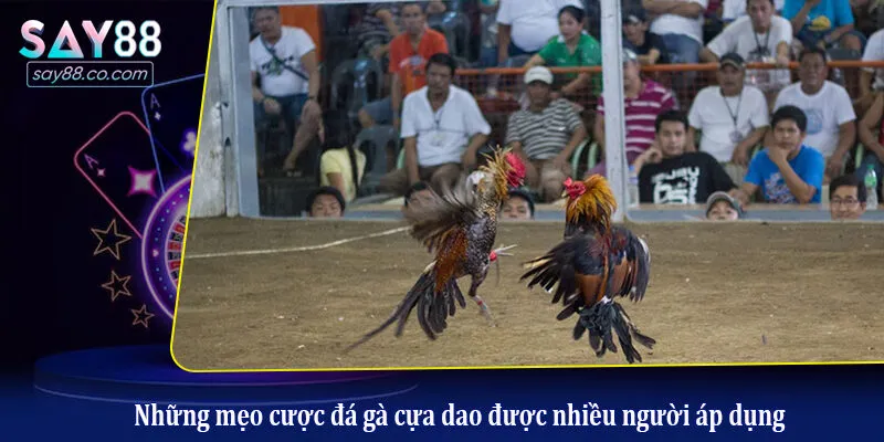 Tìm Hiểu Về Đá Gà Cựa Dao - Kinh Nghiệm Cược Đá Gà Luôn Thắng Những mẹo cược đá gà cựa dao được nhiều người áp dụng