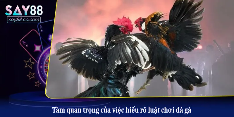 Luật Chơi Đá Gà Chi Tiết Từ A-Z Giúp Người Mới Nắm Chắc Phần Thắng Tầm quan trọng của việc hiểu rõ luật chơi đá gà