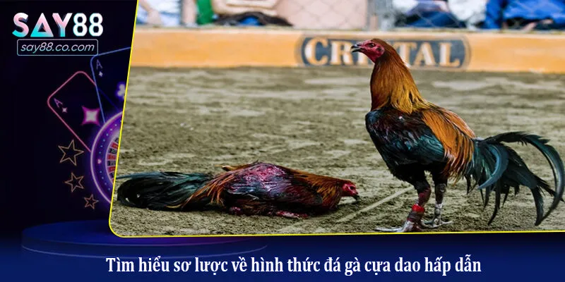 Tìm Hiểu Về Đá Gà Cựa Dao - Kinh Nghiệm Cược Đá Gà Luôn Thắng Tìm hiểu sơ lược về hình thức đá gà cựa dao hấp dẫn