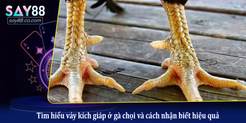 Vảy Kích Giáp Chiến Kê - Linh Kê Dị Tướng Trong Làng Đá Gà Tìm hiểu vảy kích giáp ở gà chọi và cách nhận biết hiệu quả