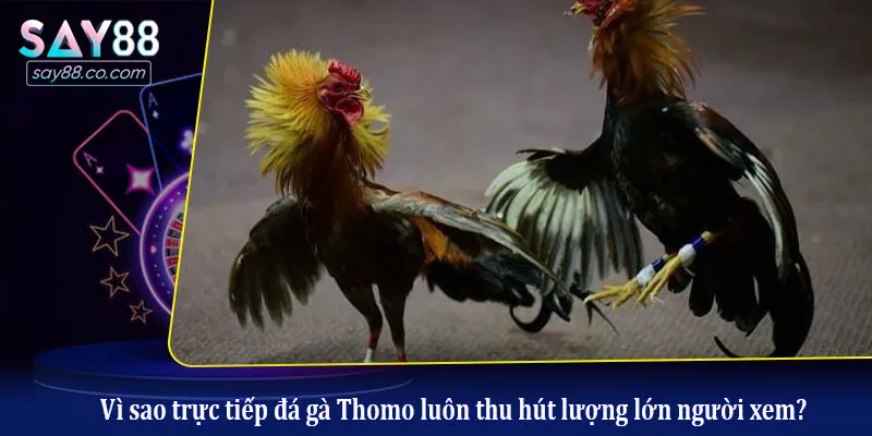 Xem Trực Tiếp Đá Gà Thomo Hôm Nay: Link HD, Không Giật Lag Vì sao trực tiếp đá gà Thomo luôn thu hút lượng lớn người xem?